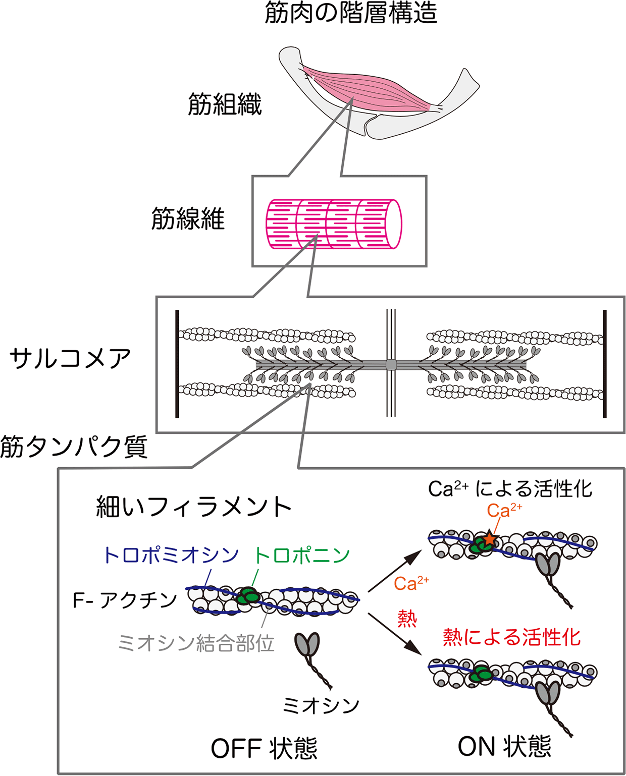 筋肉の階層構造と細いフィラメントの活性化